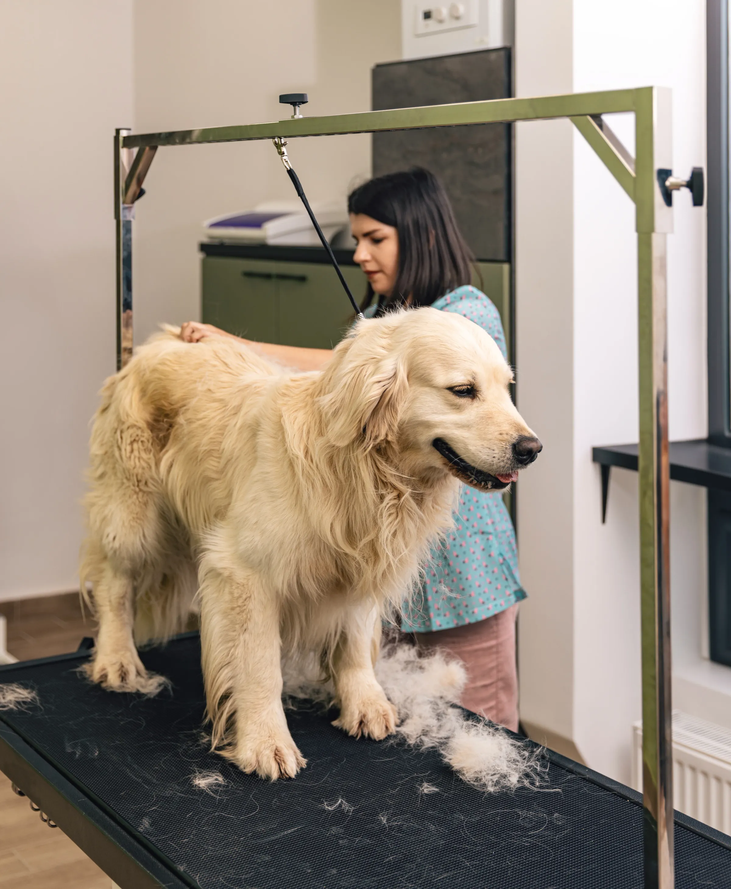 Dog Grooming at K9 Clubhouse
